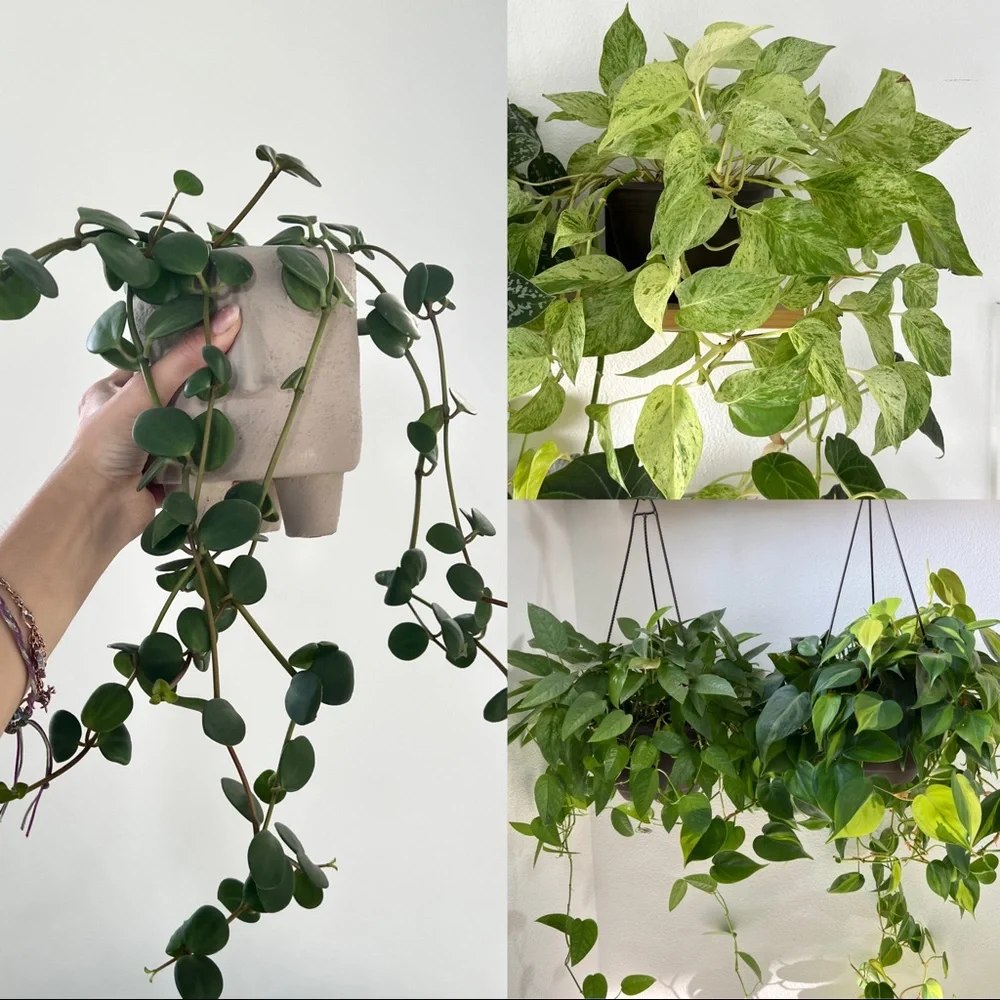 Vining plants bundle (peperomia hope, philo Brasil, marble queen, cebu blue) - Picture 1 of 5